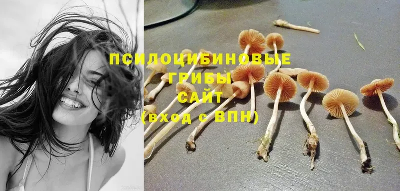 Псилоцибиновые грибы GOLDEN TEACHER  Алупка 